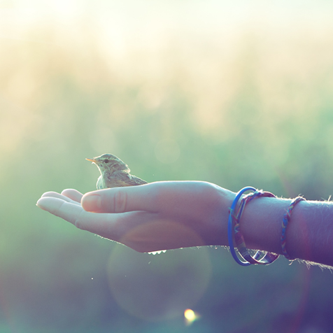 Vogel auf Hand, Foto Shutterstock